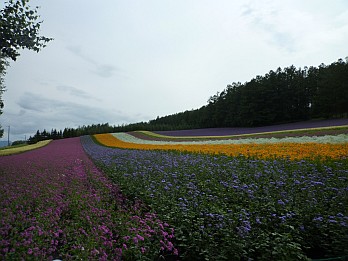 20090724北海道旅行1日目-ファーム富田
