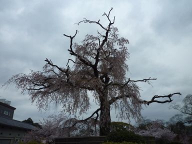 20100409-10京都・奈良　桜旅行