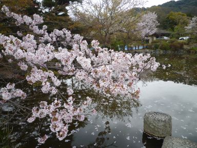 20100409-10京都・奈良　桜旅行