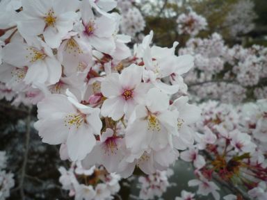 20100409-10京都・奈良　桜旅行