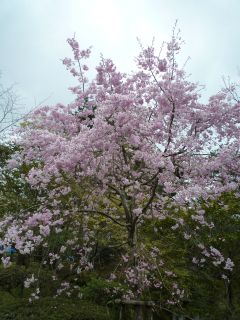 20100409-10京都・奈良　桜旅行