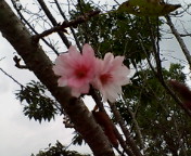 061001ズーラシア桜