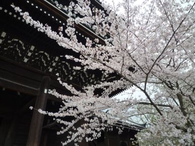 20100409-10京都・奈良　桜旅行