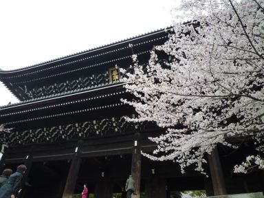 20100409-10京都・奈良　桜旅行