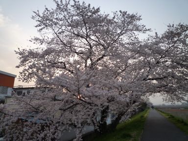 20100406桜めぐり-夕方