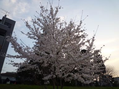 20100406桜めぐり-昼