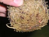 コンシンネ伸びた根っ子