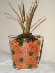 コンシンネ変身