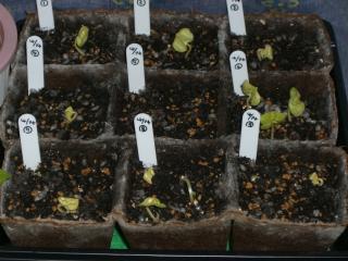 綿１～９　2007.04.28