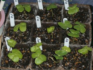 綿１～９　2007.04.30