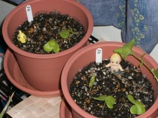 綿１０～１１　2007.04.30