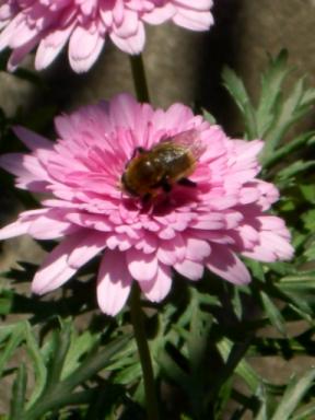 ハチミツ収集中