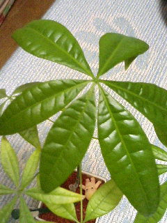 なんて肉厚な．．．