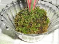 苔玉コンシンネ