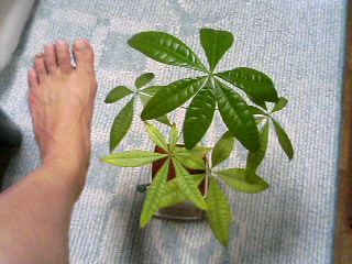 足サイズ２２．５と同じくらい