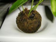 苔玉 シェフレラ