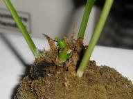 シェフレラ051112