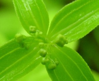 ミヤマキヌタソウ