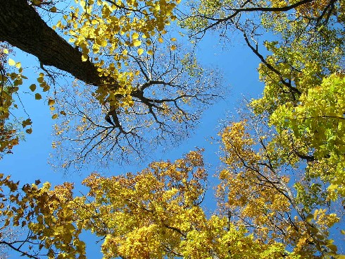 円山紅葉も終わり