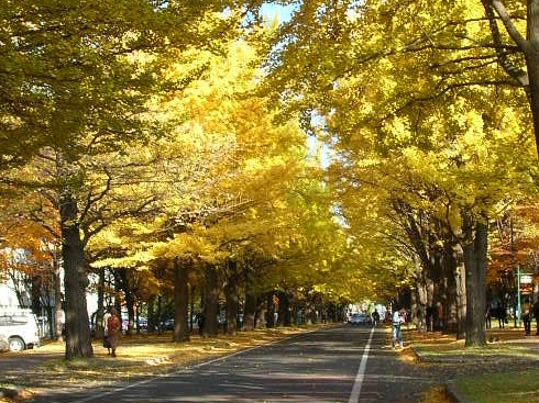 北海道大学イチョウ並木