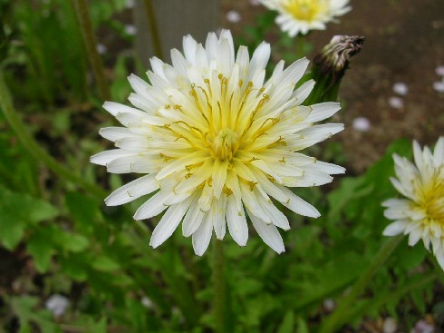 白花タンポポ