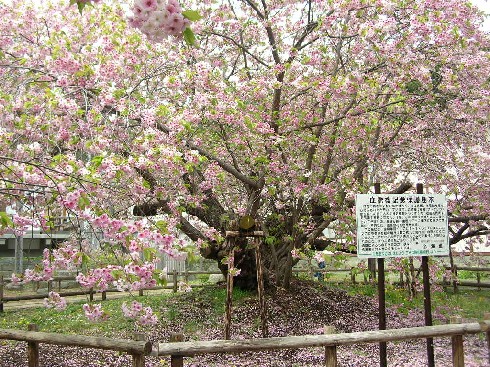 血脈桜