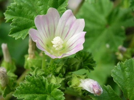 家の塀脇に咲いたゼニバアオイ