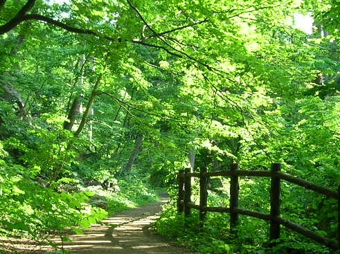 夏の円山