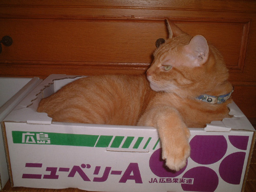 chacha-box-berryA.jpg