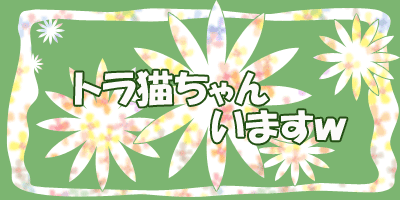 トラ猫います