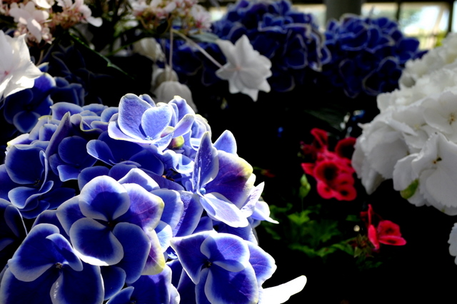 20100509紫陽花