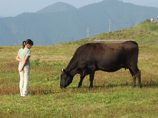 牛と少女