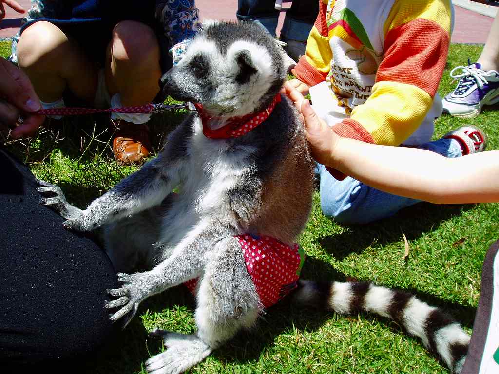 こんな可愛い動物もいます