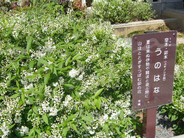 卯の花が満開に 東海道石薬師 卯の花饅頭のホームページへ ようこそ 楽天ブログ