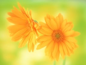 花の命は永遠
