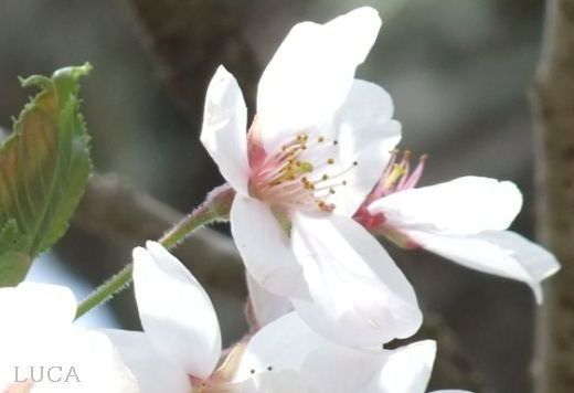 白鳥の羽根のような、美しい桜の花