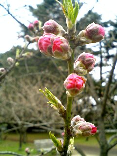 御所　桃の花の蕾