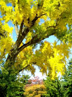銀杏の木