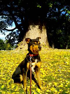 イチョウの絨毯でオスワリ