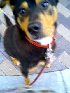 横断歩道でオスワリ