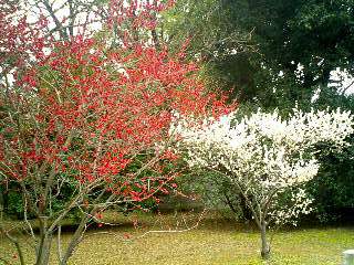 御所の梅　紅白