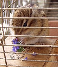 初代シマリス