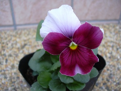 LRビーコンローズ