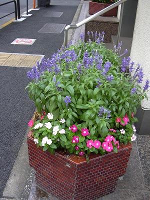 寄せ植え