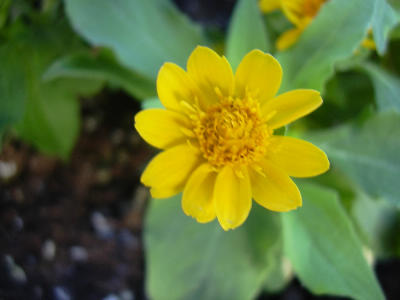 メランポジュウム