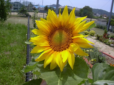 ひまわり