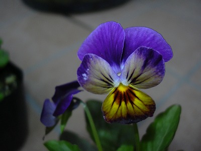 軽井沢ビオラみいちゃん