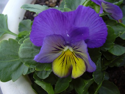 ディープモルフォ