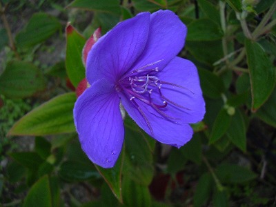 シコンノボタン