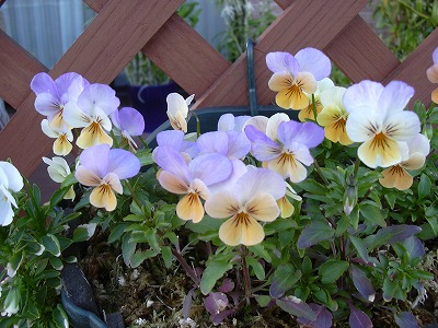 ソルベＹＴＴオレンジ